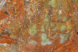 Colorful, Polished Petrified Wood (Araucarioxylon) - Arizona #147903-1